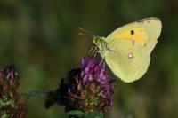 Colias crocea