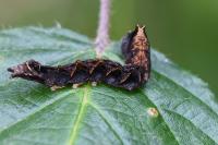 Thyatira batis