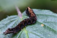 Thyatira batis