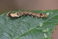 Thyatira batis