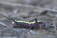 Acronicta psi