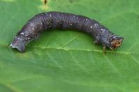 Biston betularia