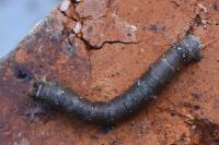 Biston betularia