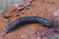Biston betularia