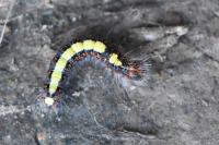 Acronicta psi