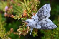 Calliteara pudibunda