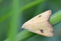 Rivula sericealis