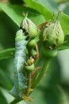Amphipyra pyramidea