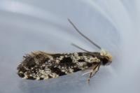 Nemapogon granellus