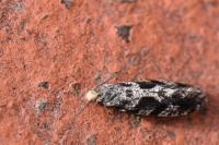 Nemapogon granellus