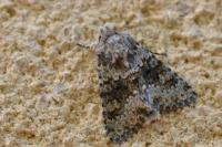 Hecatera dysodea