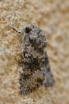Hecatera dysodea