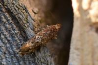 Acrolepia autumnitella