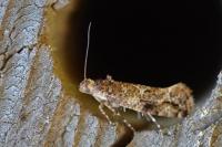 Acrolepia autumnitella