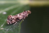 Acrolepia autumnitella