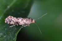 Acrolepia autumnitella