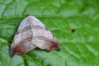 Laspeyria flexula
