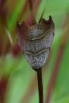 Laspeyria flexula