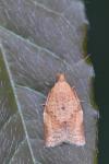 Clepsis consimilana