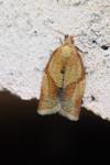 Clepsis consimilana
