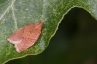Clepsis consimilana
