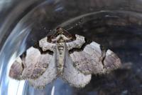 Anticlea derivata