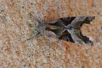 Phlogophora meticulosa