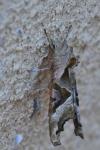 Phlogophora meticulosa