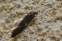Monopis laevigella
