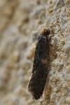 Monopis laevigella