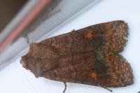Eupsilia transversa