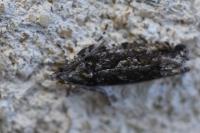 Zeiraphera isertana