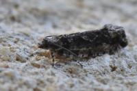 Zeiraphera isertana