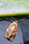 Ditula angustiorana
