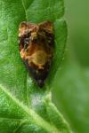 Ditula angustiorana