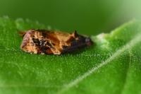 Ditula angustiorana