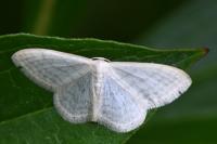Idaea subsericeata