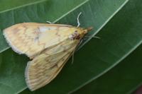 Ostrinia nubilalis