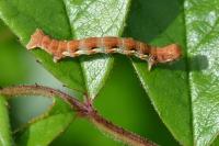 Erannis defoliaria