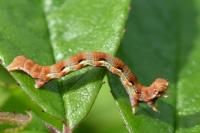 Erannis defoliaria