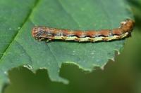 Erannis defoliaria