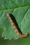 Erannis defoliaria