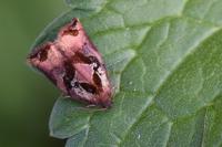 Archips podana