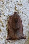 Archips podana