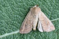 Mythimna albipuncta