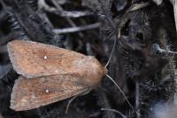 Mythimna albipuncta