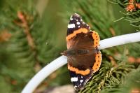 Vanessa atalanta
