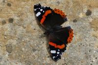 Vanessa atalanta