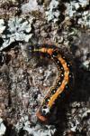 Acronicta tridens