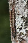 Acronicta tridens